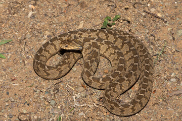 A defensive rhombic egg eater (Dasypeltis scabra), also known as a common egg eater, or egg-eating...