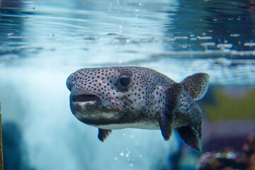 スポッティング模様のフグが水中を泳ぐ姿
Spotted Pufferfish Swimming Underwater