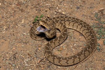 A defensive rhombic egg eater (Dasypeltis scabra), also known as a common egg eater, or egg-eating...