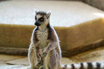 真剣な表情のキツネザル
Serious Expression of a Lemur