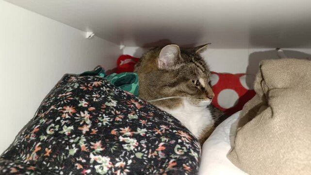 chat tigr&eacute; cach&eacute; dans une armoire &agrave; v&ecirc;tements
