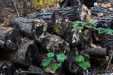 Decaying Tree Logs in a Forest Setting