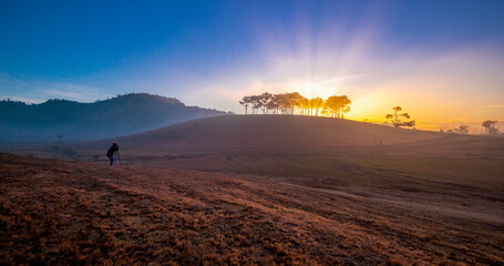 Beautiful scenery of pine forest and fog