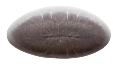 Mitochondria on a Clean White Background