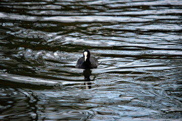 Vogel auf dem Wasser schwimmend