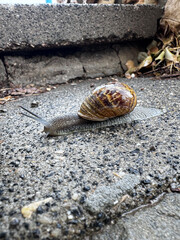 snail on the road