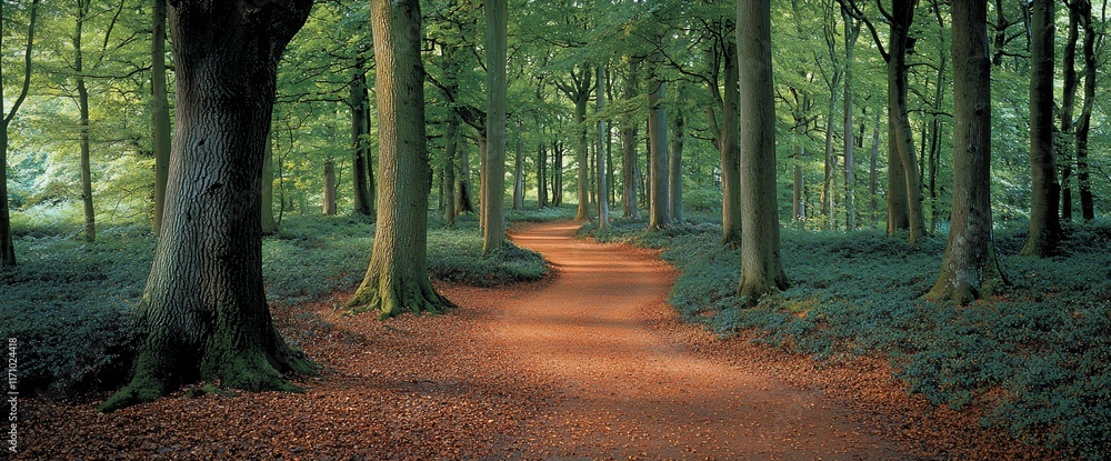 Poster serene forest path winding through lush green trees with sunlight filtering through canopy.