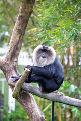 The lion-tailed macaque sitting on a branch of a tree.