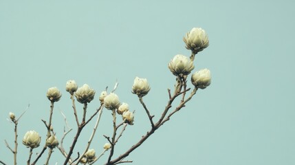Fototapeta premium A view of an artichoke tree with multiple buds developing, set against a clear sky with no people --ar 16:9 --v 6.1 Job ID: 6229b3da-cfd1-4975-94e4-60f6b72d73b3