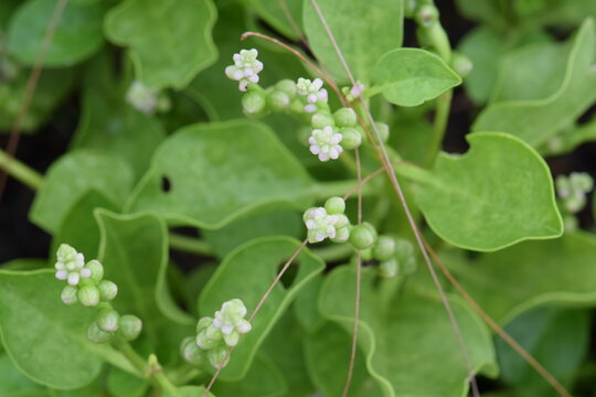 Basella Rubra in a vegetable garden, Malabar Spinach, Ceylon Spinach, Indian Spinach, Malabar Nightshade, Vine Spinach (Basellaceae), close-up shot