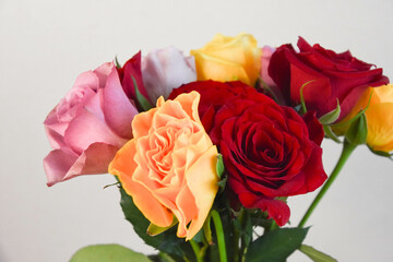 カラフルな薔薇