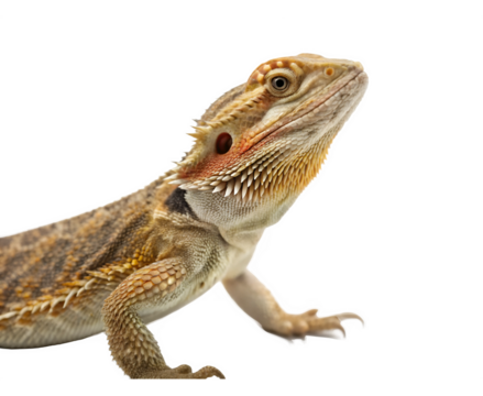 bearded dragon lizard isolated JPEG OR Transparency Background