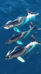 Fototapeta premium Three humpback whales swimming gracefully in deep blue ocean water.