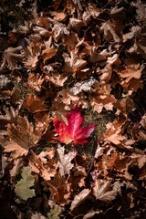 Red maple leaf among dry autumn leaves.