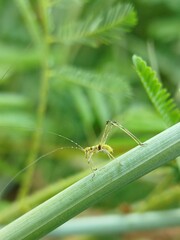 Grasshopper on a green leaf