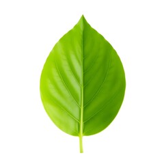 Obraz premium Vibrant Green Leaf with prominent Veins