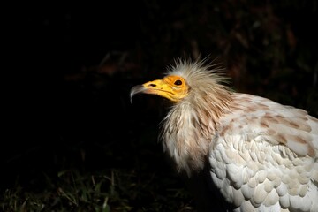 見上げるエジプトハゲワシの横顔のアップ