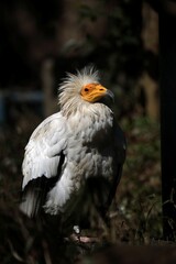 美しい横向きのエジプトハゲワシ