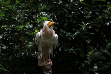 木の上に立ち見上げるエジプトハゲワシ