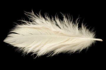 Single White Feather on Black Background