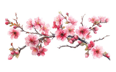 A beautiful arrangement of pink cherry blossoms on branches