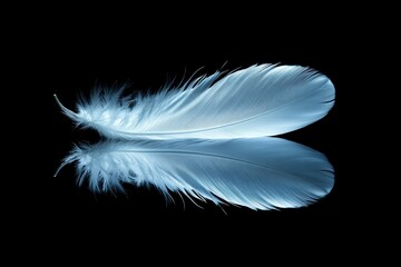 Obraz premium Single White Feather Reflection
