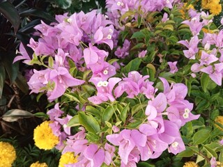 Bueatiful pink Gear Flower