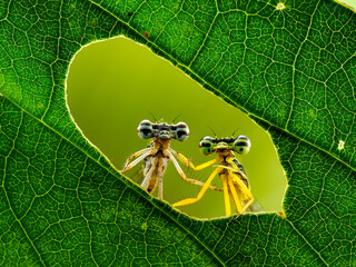 Extreme macro shot eye of Zygoptera dragonfly 