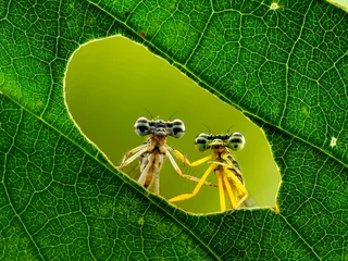 Wall murals Extreme macro shot eye of Zygoptera dragonfly 