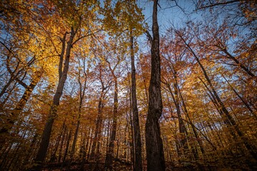 Autumn forest with vibrant yellow and orange foliage under a clear blue sky.