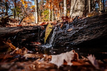 Close-up of a small stream flowing over fallen leaves and logs in an autumn forest.