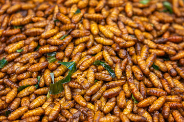 Roasted Pupa larvae of silkworm with fragrant and crispy pandan leaves and herbs in a tray on a stall. Deep fried insects a very popular snack in street food market of Thailand.