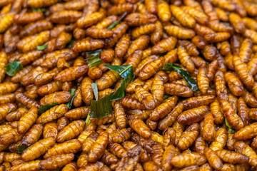 Roasted Pupa larvae of silkworm with fragrant and crispy pandan leaves and herbs in a tray on a stall. Deep fried insects a very popular snack in street food market of Thailand.