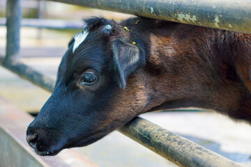 a cow peeking through a fence. conceptual celebrating eid al adha