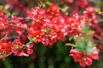 Spring pink flowers on a flowering bush.