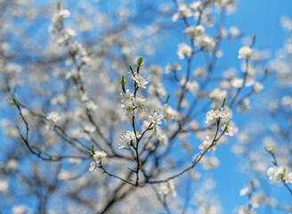 Blooming tree branches against clear blue sky.