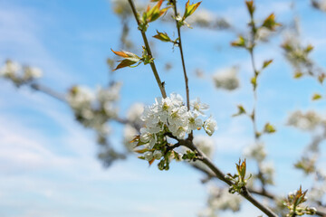 Blooming tree branches against clear blue sky.