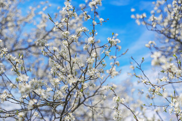 Blooming tree branches against clear blue sky.