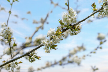 Blooming tree branches against clear blue sky.
