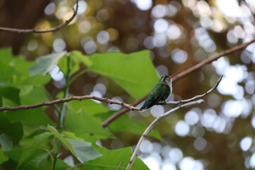 Colibrí reposando © Isabel