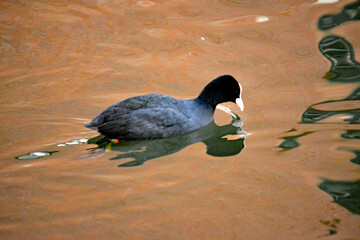 Ente auf dem Wasser