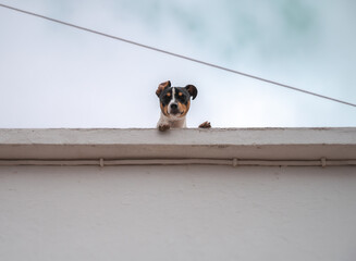 Curious and cute Dog Peeking Over a Wall Against a Clear Sky