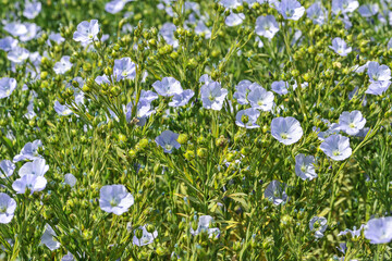 Le lin oléagineux (Linum usitatissimum). Oilseed flax.