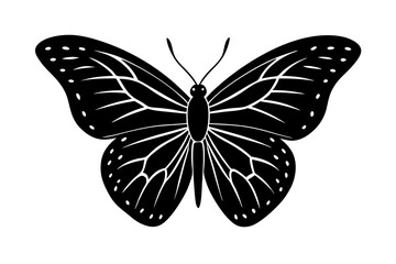 butterfly on white background