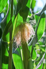 La culture du maïs (Zea mays).  The cultivation of corn.