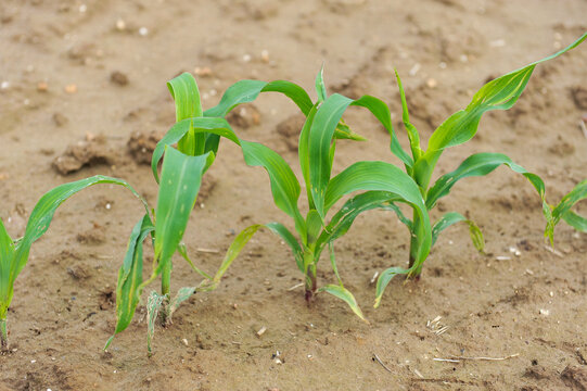 La culture du ma&iuml;s (Zea mays).  The cultivation of corn.