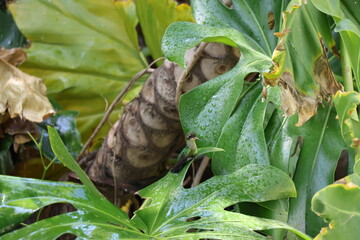 Colibrí refrescándose