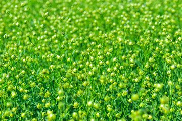 Le lin oléagineux (Linum usitatissimum). Oilseed flax.