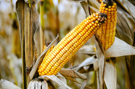La culture du ma&iuml;s (Zea mays).  The cultivation of corn.