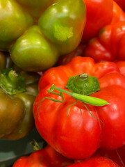 little mantis on red and green peppers